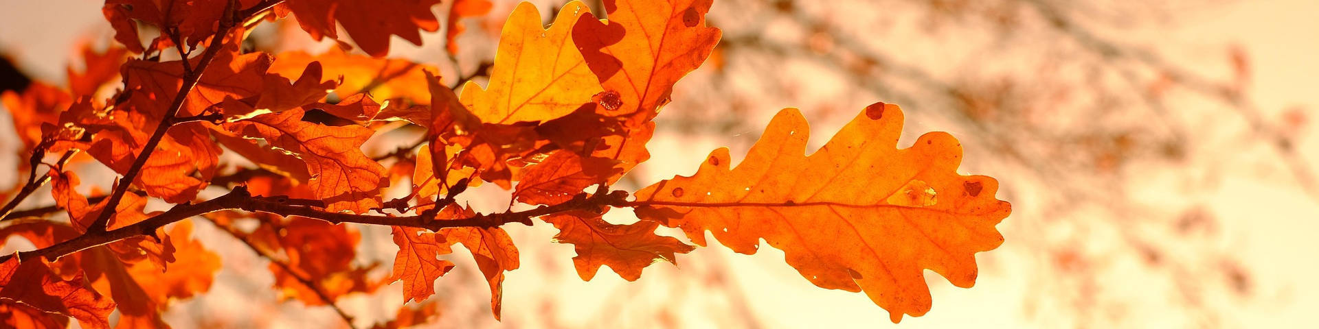 Consulenza Legno Arredo e Carta